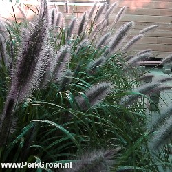 Pennisetum japonicum copyright www.PerkGroen.nl